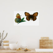 Poster Argynnis aglaja (Cuisine)