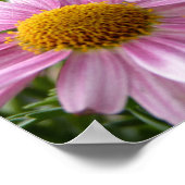 Poster Argyranthemum frutescens Marguerite Daisies (Coin)