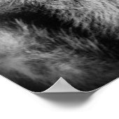 Poster Arikara Indian, Bear's Belly, portant peau d'ours (Coin)