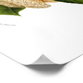 Poster Aristolochia duchartrei (Coin)