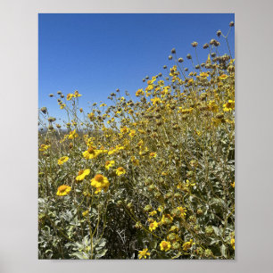 Poster Arizona Désert Fleurs Jaunes Paysage