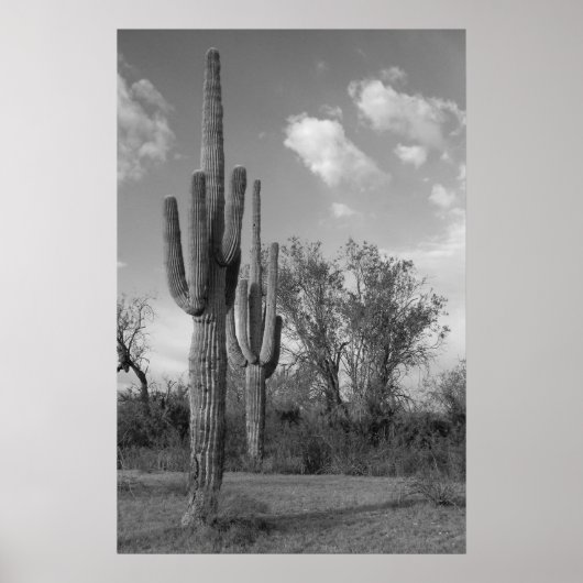 Poster Arizona Saguaro (Devant)