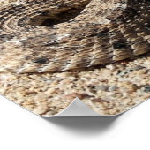 Poster Arizona Sidewinder Rattlesnake (Coin)