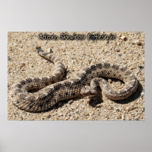 Poster Arizona Sidewinder Rattlesnake
