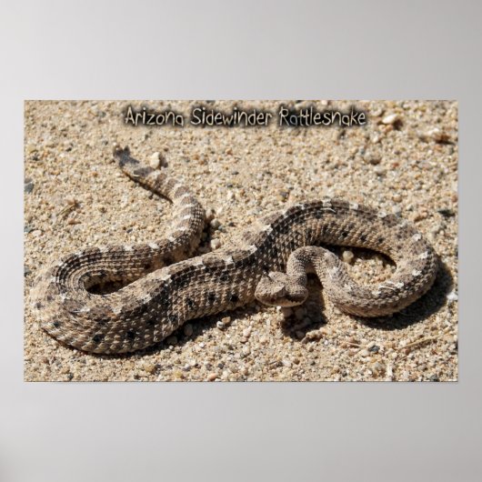 Poster Arizona Sidewinder Rattlesnake (Devant)