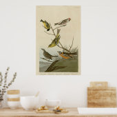 Poster Arkansaw Siskin, Mealy Red Poll, Louisiane Tanager (Cuisine)