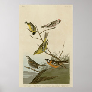Poster Arkansaw Siskin, Rouge-scrutin farineux, Tanager