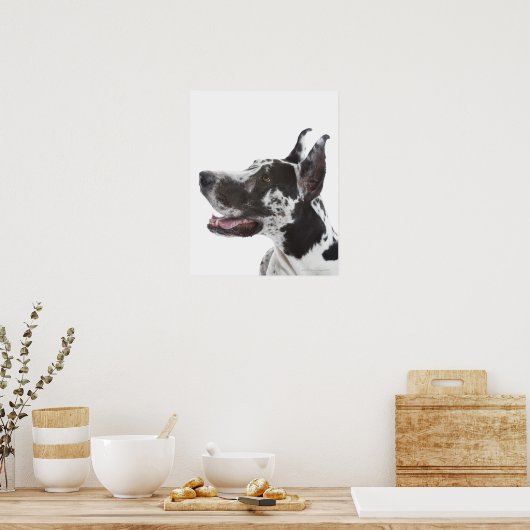 Poster Arlequin Great Dane (Cuisine)