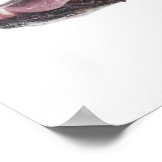 Poster Arlequin Great Dane (Coin)