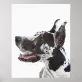 Poster Arlequin Great Dane (Devant)
