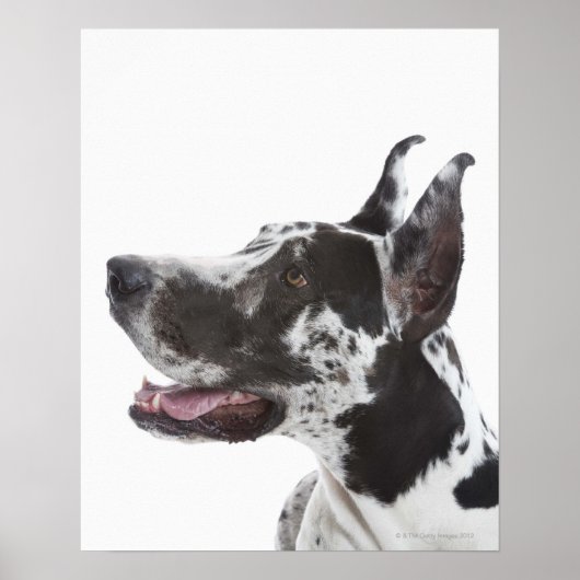 Poster Arlequin Great Dane (Devant)
