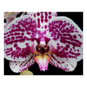 Poster Arlequin Moth Orchid Photo Glossy (Devant)