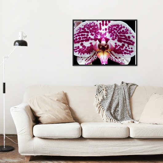 Poster Arlequin Moth Orchid Photo Glossy