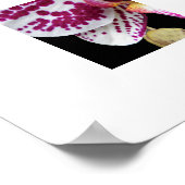 Poster Arlequin Phalaenopsis Orchidée Fleuron (Coin)