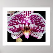 Poster Arlequin Phalaenopsis Orchidée Fleuron (Devant)