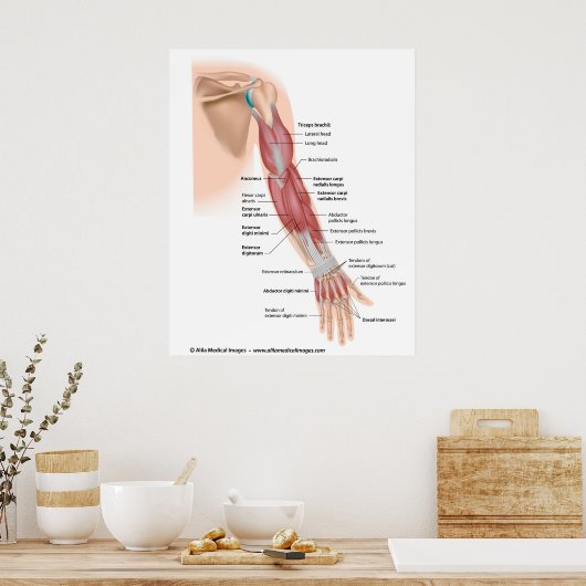 Poster Arm muscles posterior view, labeled drawing. (Cuisine)