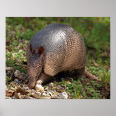Poster Armadillo (Devant)