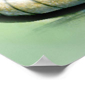 Poster Armadillo (Coin)