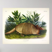 Poster Armadillo à nez long, à neuf bandes, par Audubon (Devant)