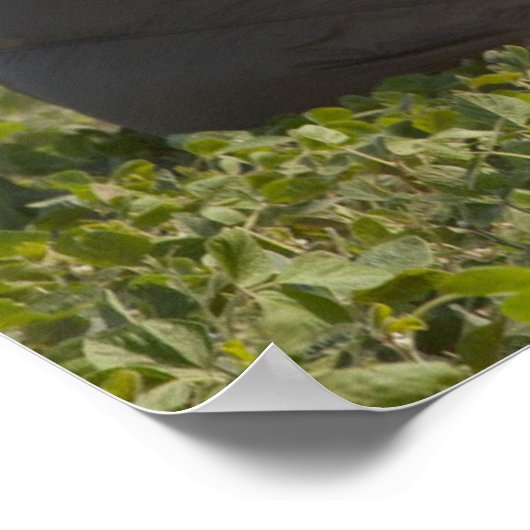 Poster Army Paratrooper (Coin)