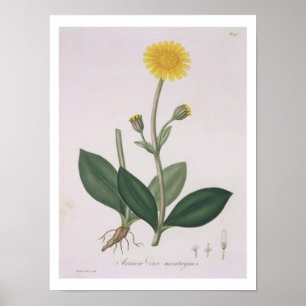 Poster Arnica Montana de "Phytographie Medicale" de Jos