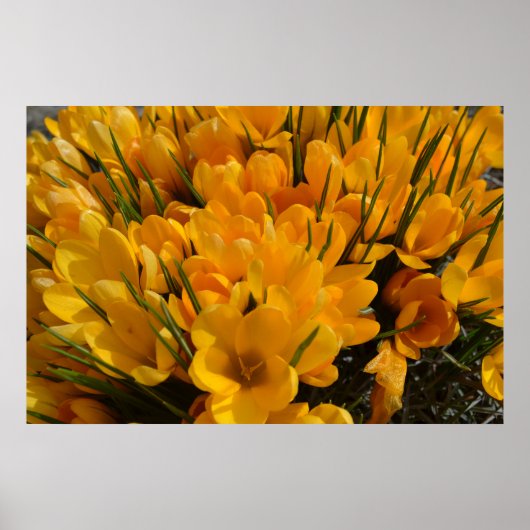 Poster Arôme de Crocus jaune - Fleurs jaunes dorées (Devant)