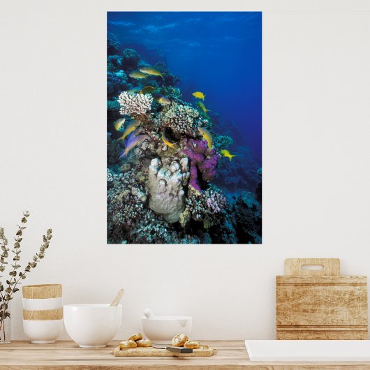 Poster Around Small Coral (Cuisine)
