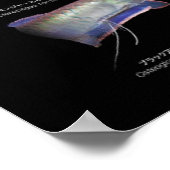 Poster Arowanaた ち の ポ  (Coin)