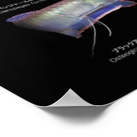 Poster Arowanaた ち の ポ (Coin)