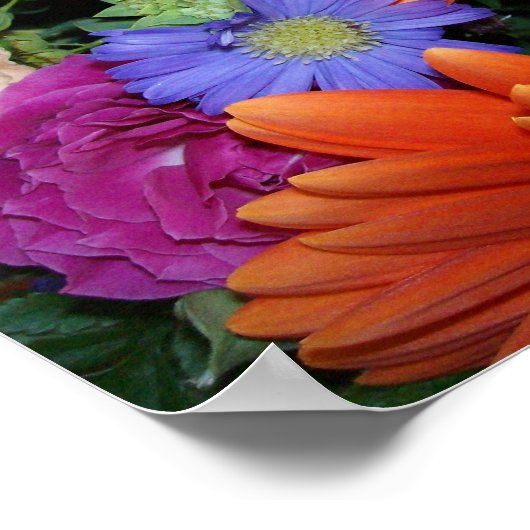 Poster Arrangement Gerber Daisy (Coin)