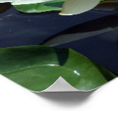 Poster Arrêt/Étang Blanc Nénuphar & Insecte (Coin)