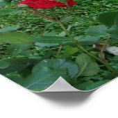 Poster Arrêtez et sentez l'affiche Rose (Coin)