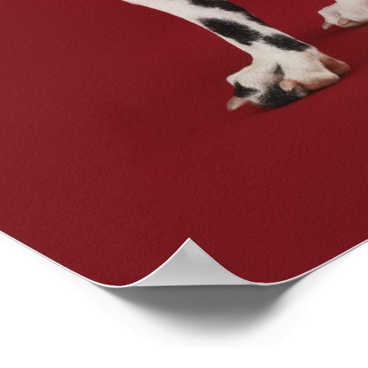 Poster Arrière dalmate (Coin)