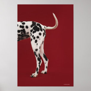 Poster Arrière dalmate
