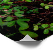 Poster Arrière d'une feuille tombée (Coin)