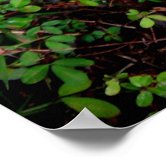 Poster Arrière d'une feuille tombée (Coin)