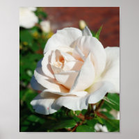 arrière - plan beige rose