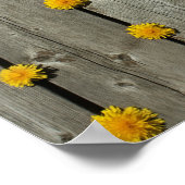 Poster Arrière - plan Dandelions (Coin)