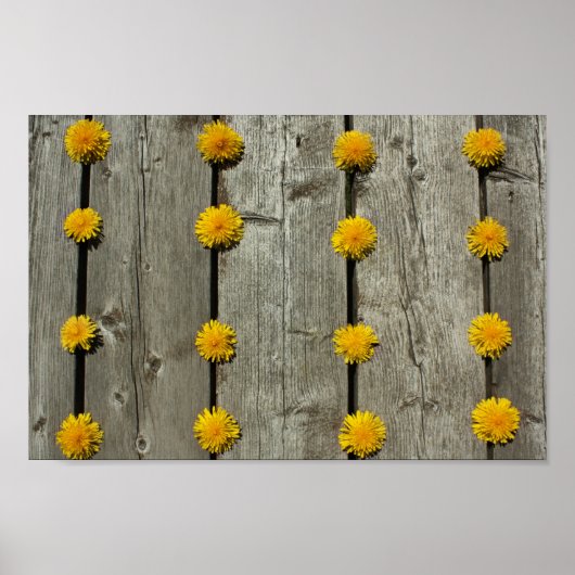 Poster Arrière - plan Dandelions (Devant)