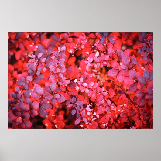 Poster Arrière - plan de feuillage d'automne rouge violet (Devant)