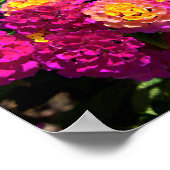 Poster Arrière - plan de fleurs de lantana (Coin)