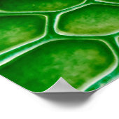 Poster Arrière - plan de peau de serpent (Coin)