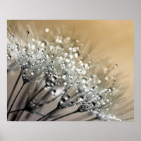Arrière - plan kaki Dandelion Dandelion