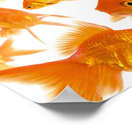 Poster Arrière - plan montrant un grand groupe de poisson (Coin)