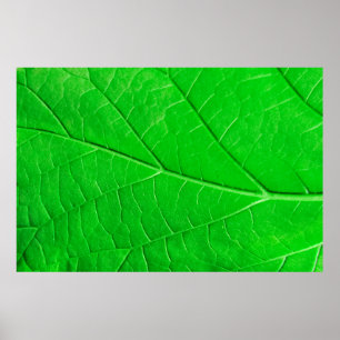 Poster Arrière - plan plante de l'écologie des feuilles v