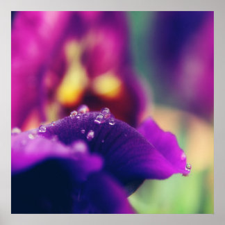Poster Arrosage sur la fleur violette Macro pétale Abstra