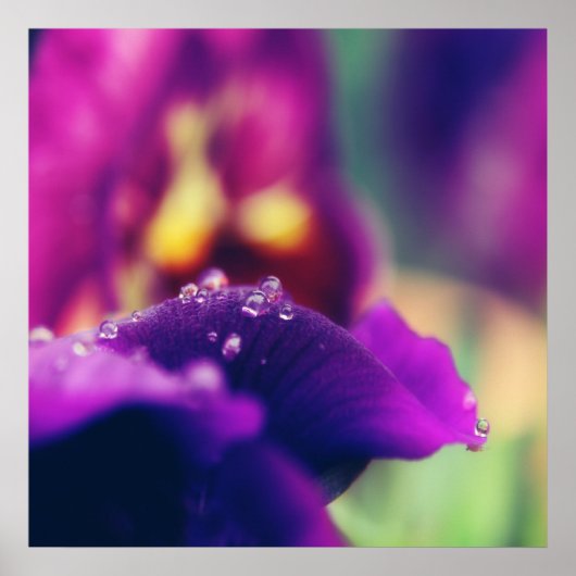 Poster Arrosage sur la fleur violette Macro pétale Abstra (Devant)