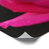 Poster Arrosage Sur Red Rosebud (Coin)