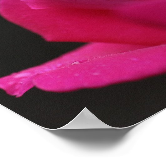 Poster Arrosage Sur Red Rosebud (Coin)