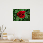 Poster Arrosage sur une rose rouge (Cuisine)